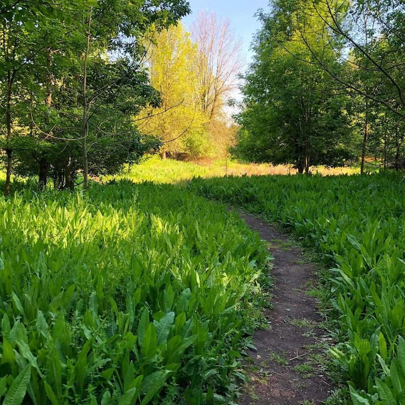 path through the woods