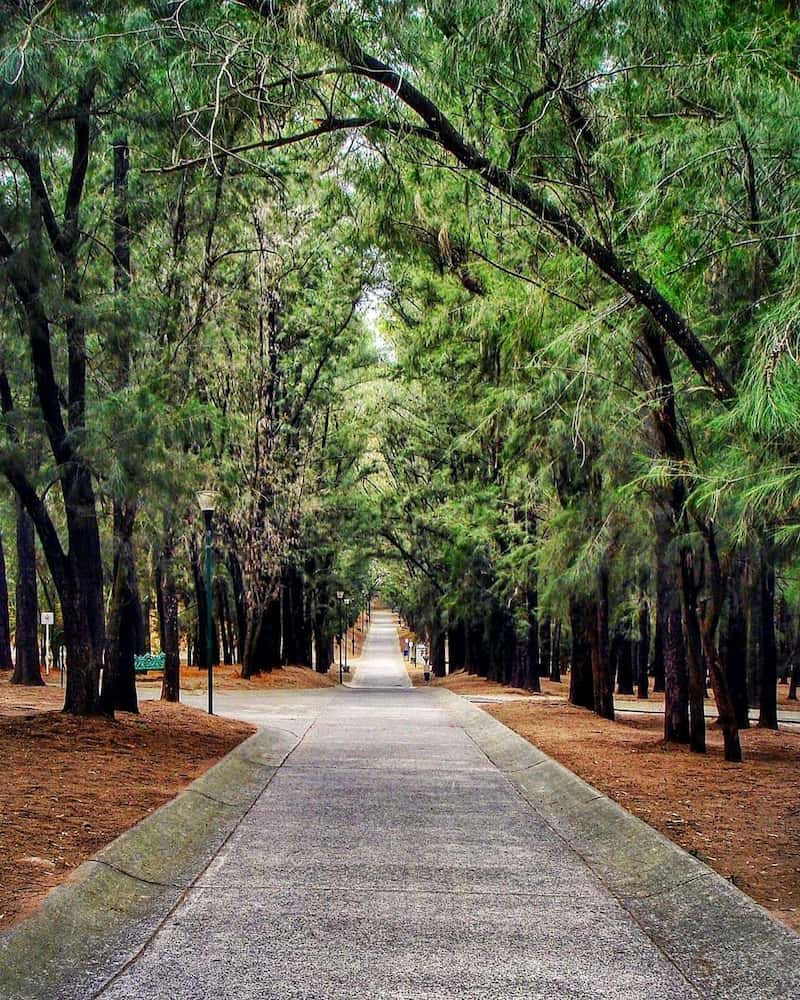 pathway in bosque los colomos