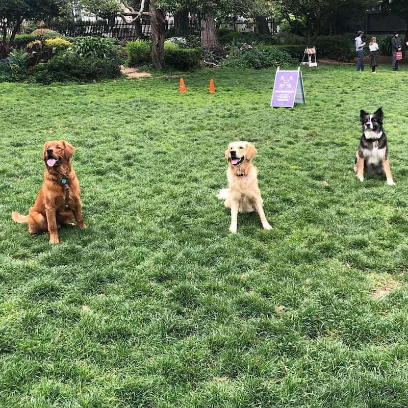 three dogs at the park in the grass