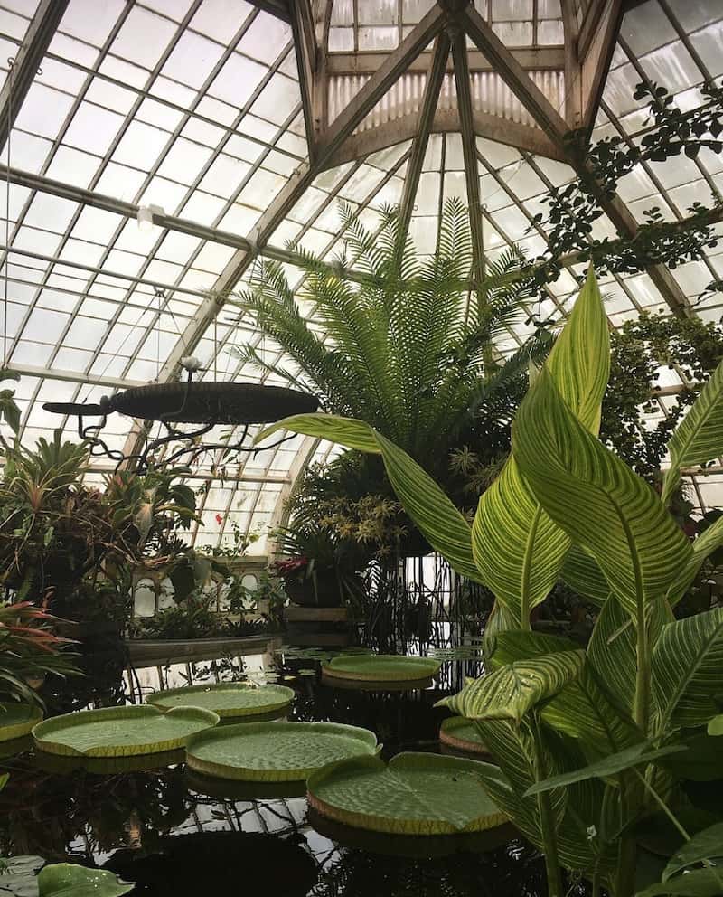 Inside the gardens at Golden Gate Park