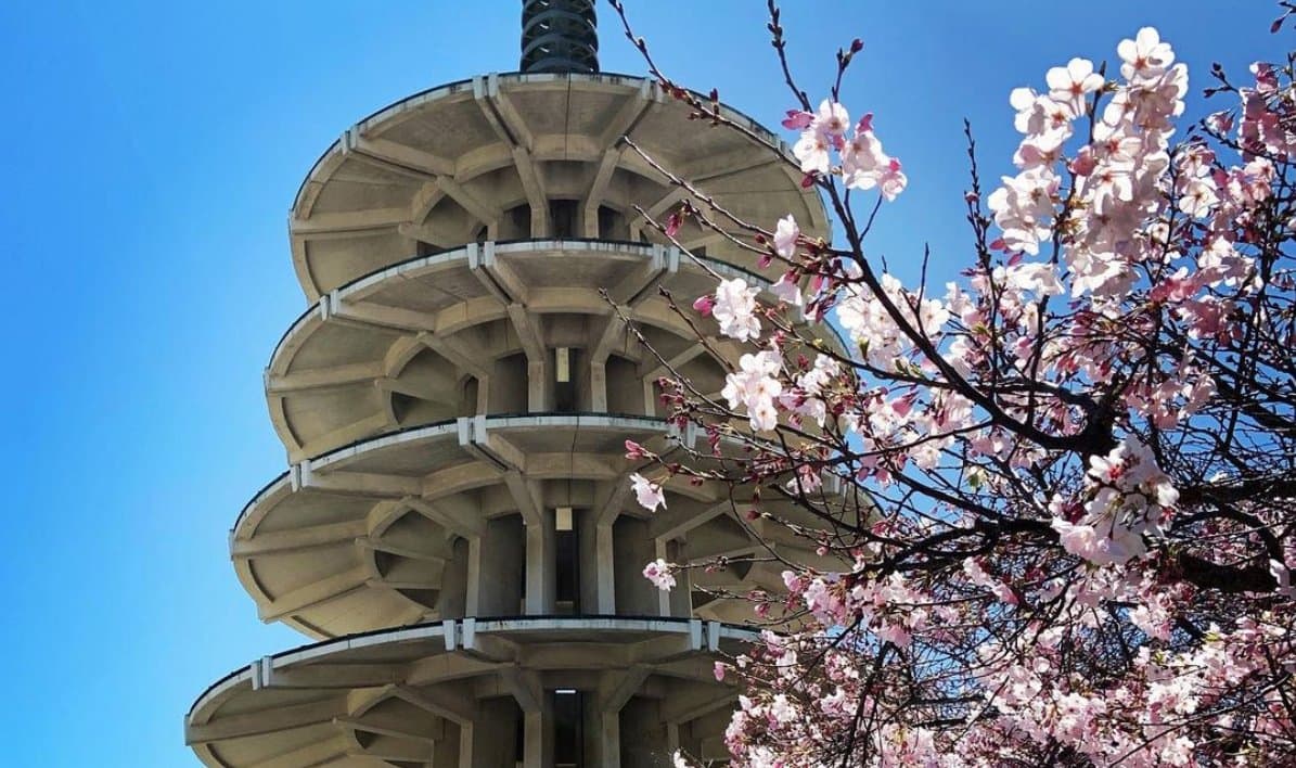 Japantown Neighborhood Vibe Guide