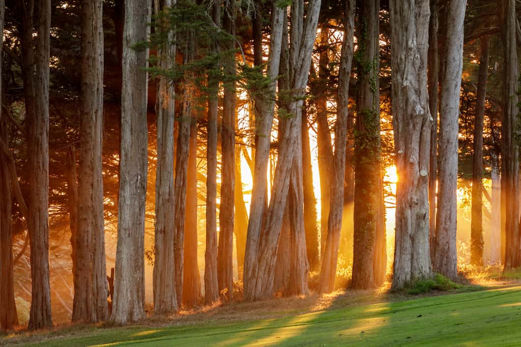 Explore the Presidio & Stay the Night