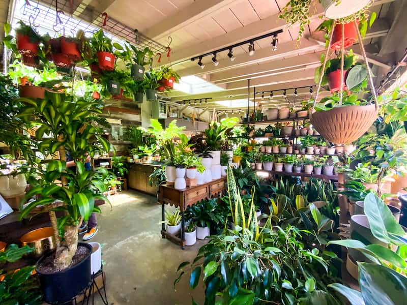 Great Houseplants Await at Crimson Horticulture Rarities