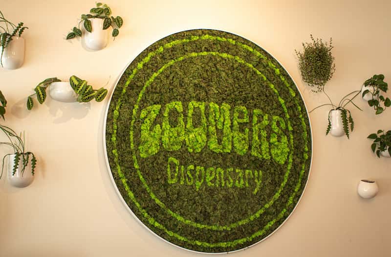 Your Mind on ‘Shrooms at Zoomers