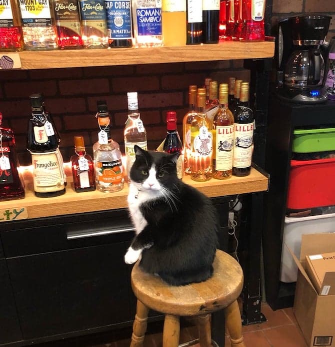 Perhaps the most famous cat, look for the tuxedoed black-and-white cat Tosca