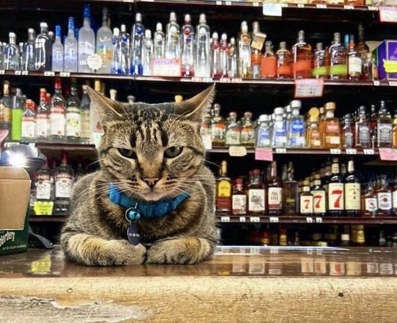 Map of Where to Find the Shop Cats of San Francisco