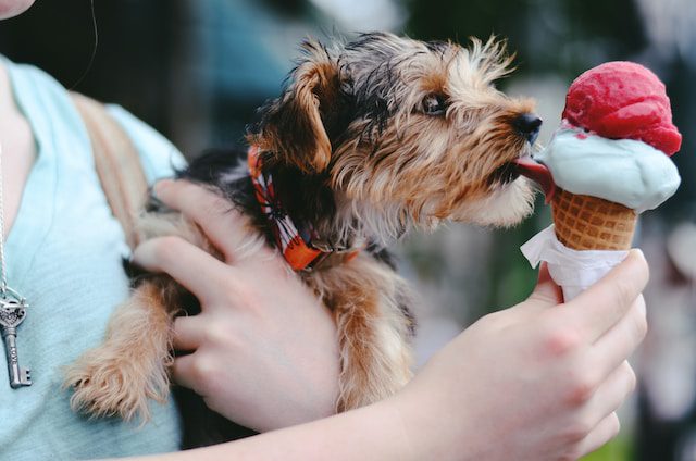 Summer Activities in Houston: Your Ultimate Guide to Fun in the Sun!