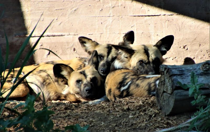 Denver Zoo
