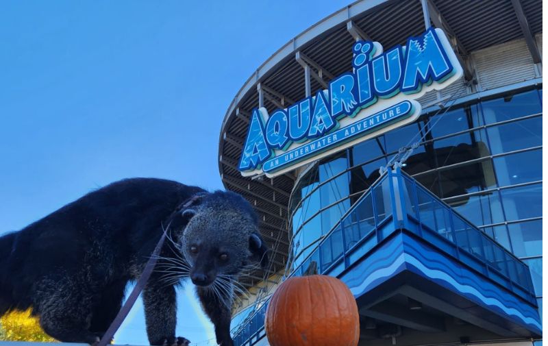 Downtown Aquarium