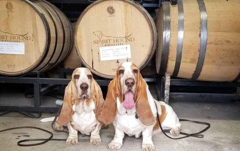 Spirit Hound Distillers