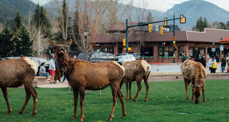 Elk in downtown Estes Park