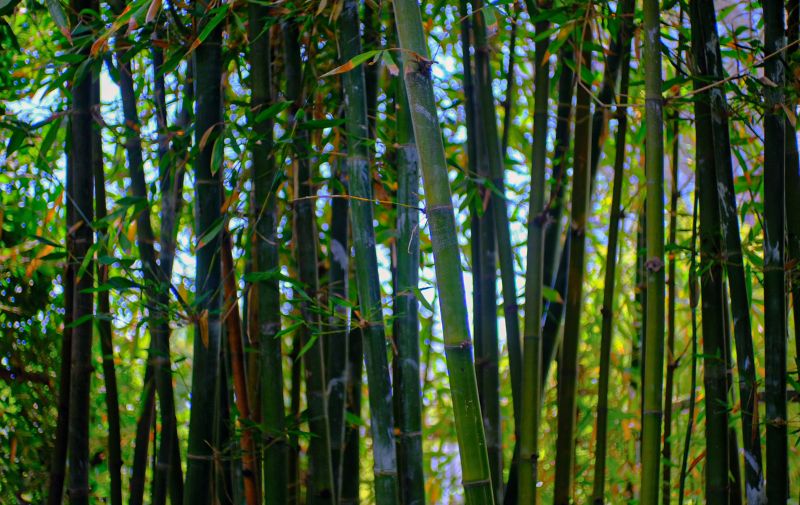 Japanese Friendship Garden for Cheap Date Ideas in San Diego