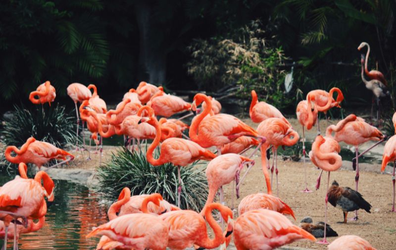 San Diego Zoo