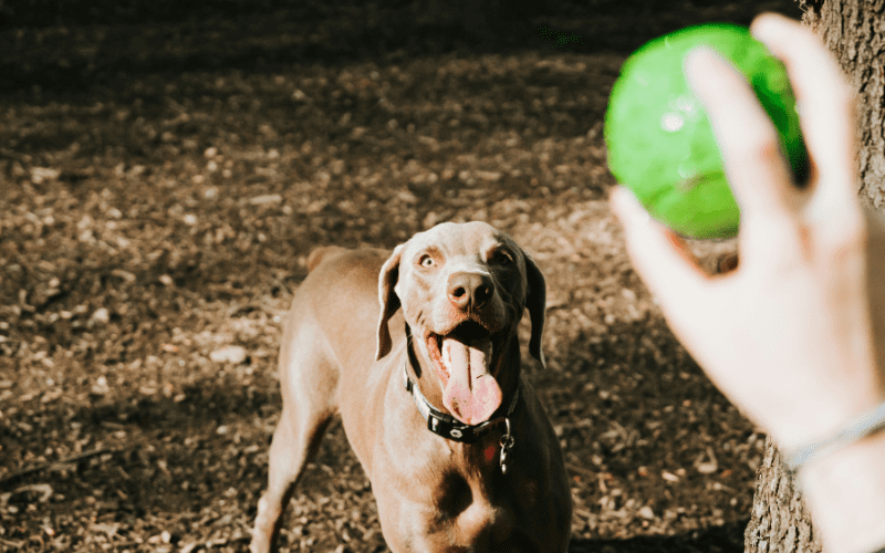 Pet-Friendly Dallas, Texas