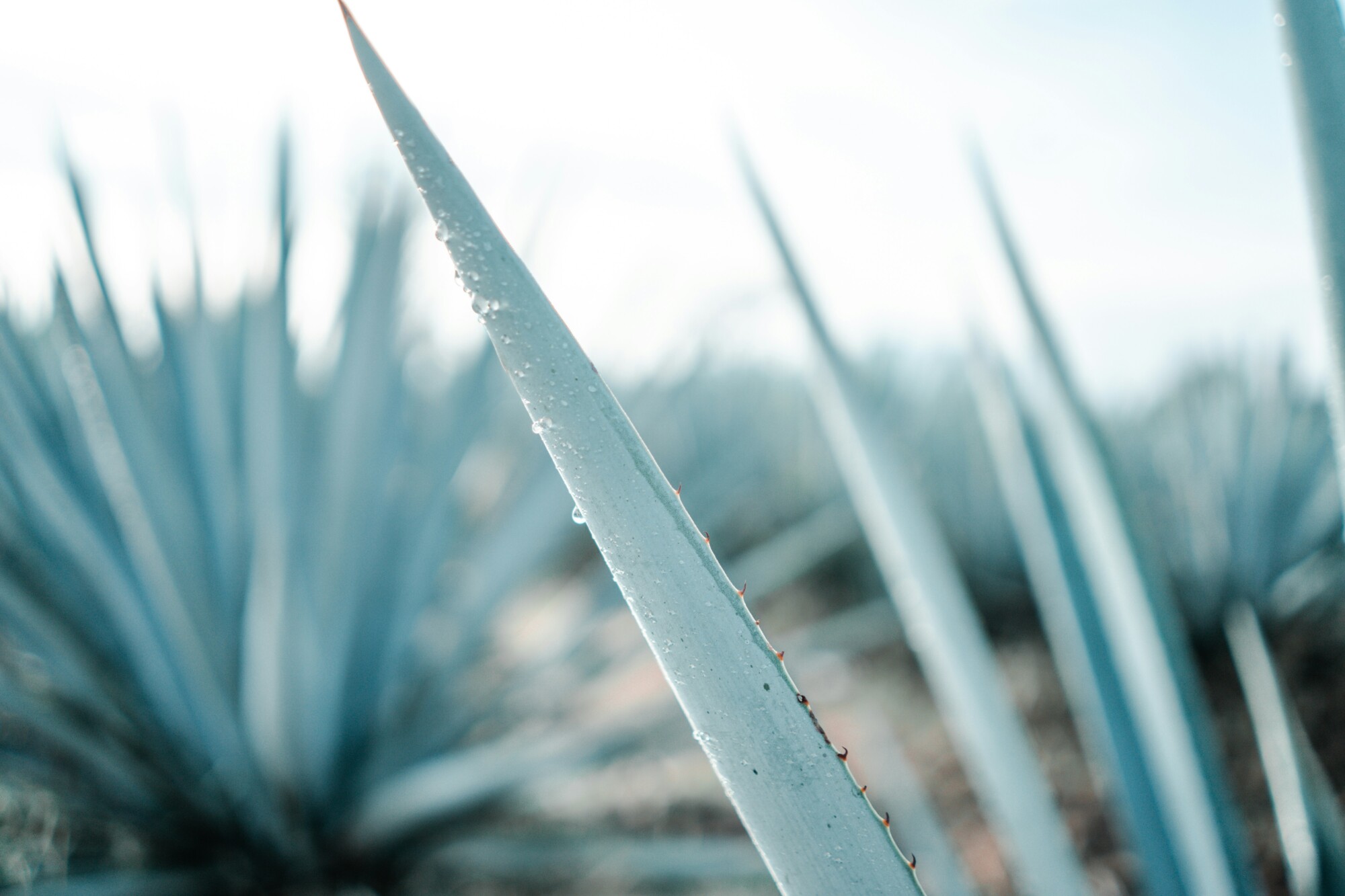 The Ultimate Guide to the Best Tequila Bars in Austin, TX
