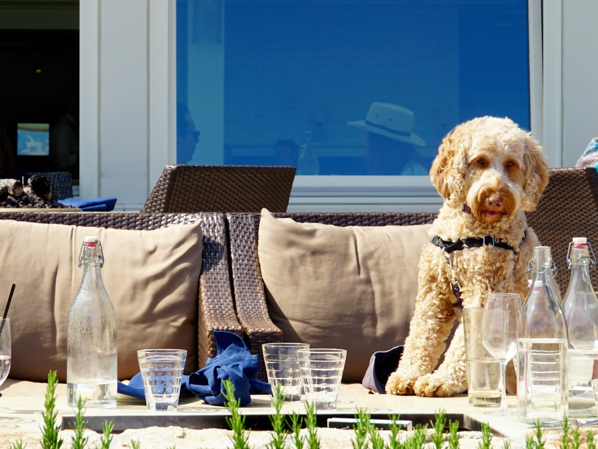 Pet-Friendly Dallas, Texas Restaurants