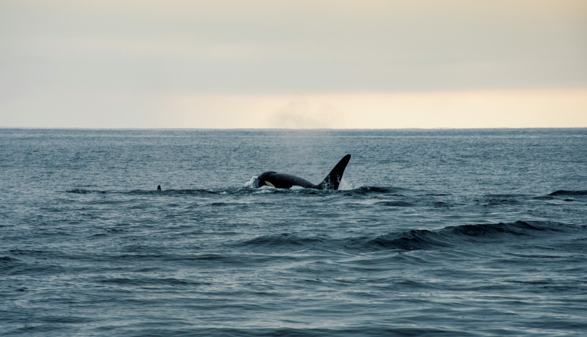best Seattle whalewatching
