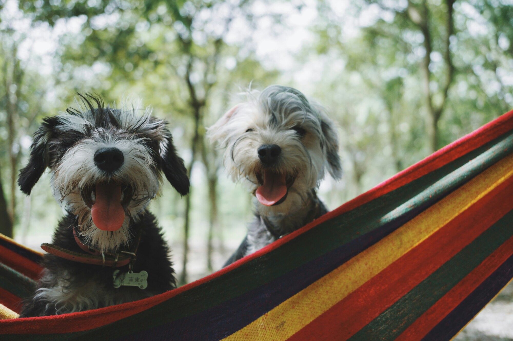 Pet-Friendly Tampa: Top Spots for You and Your Furry Friends