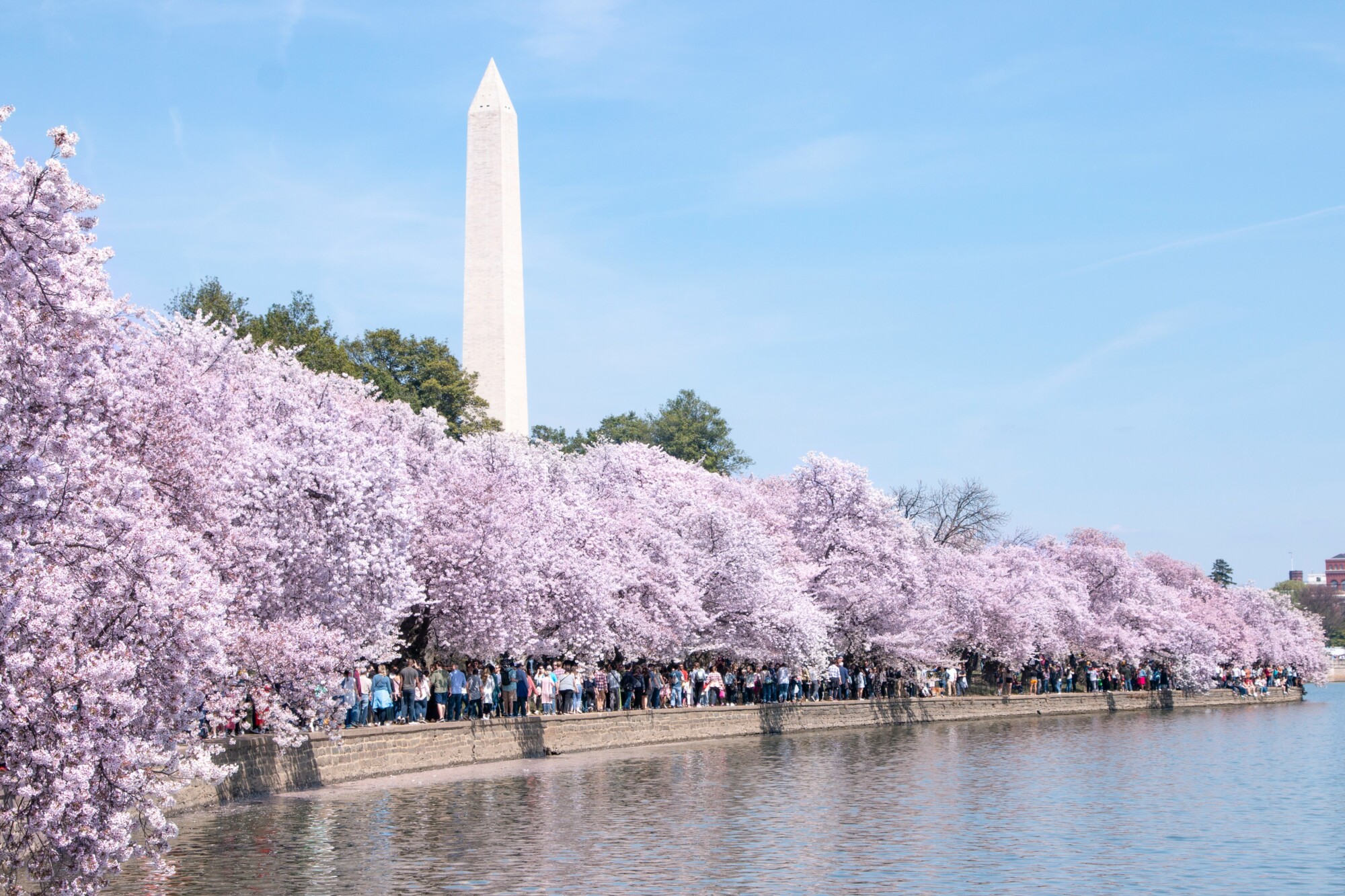 Washington, D.C., for Spring Break: The Ultimate Guide