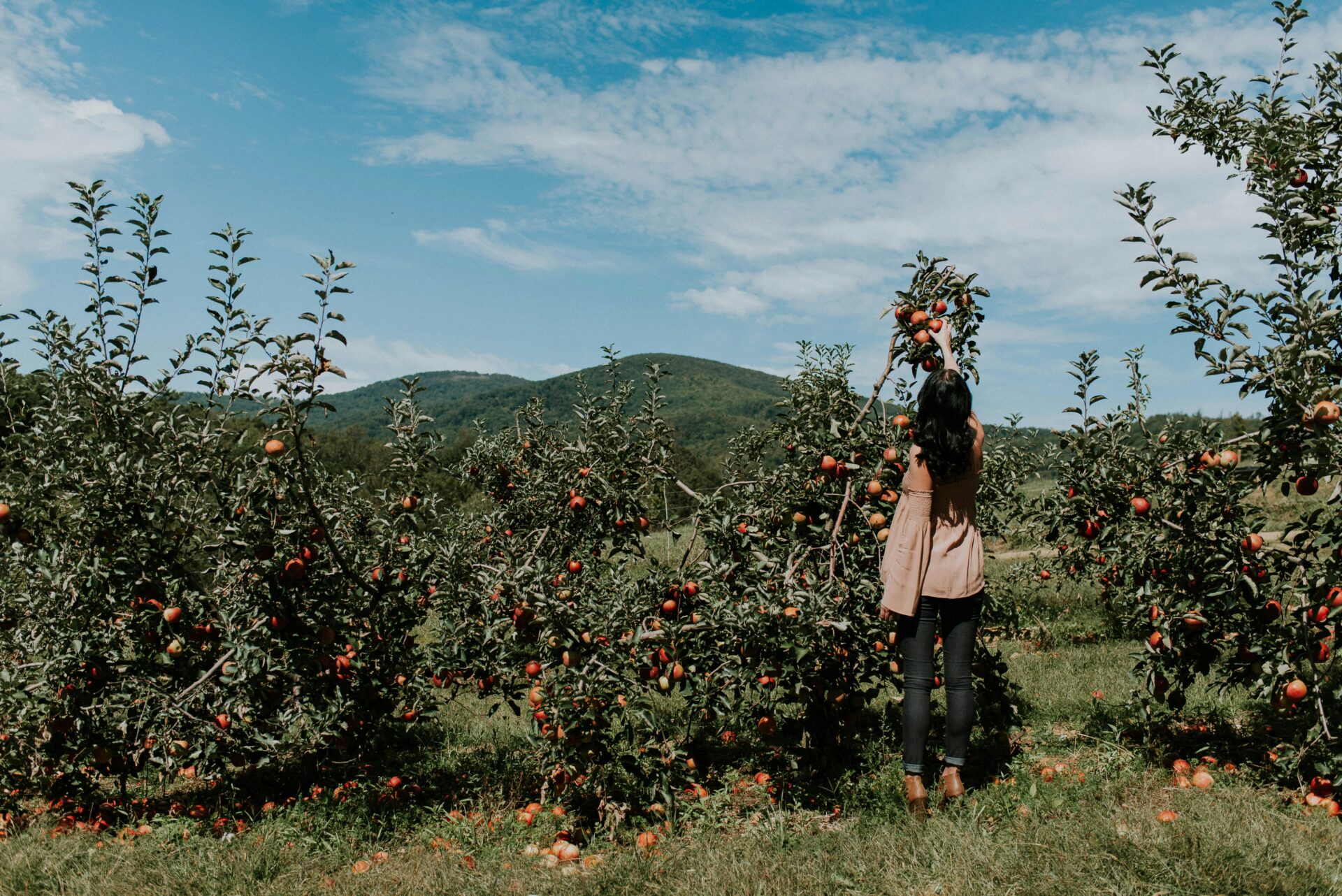 A woman picking apples in an orchard